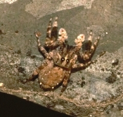 Spartaeinae