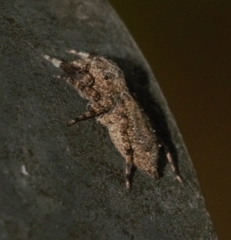 Spartaeinae
