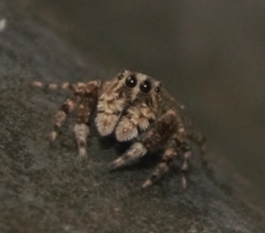 Spartaeinae