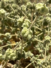 Pseudodictamnus undulatus