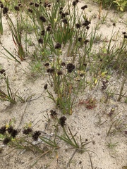 Juncus phaeocephalus phaeocephalus