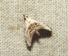 Trichophysetis