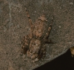 Spartaeinae