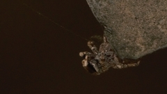 Spartaeinae