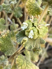 Pseudodictamnus undulatus
