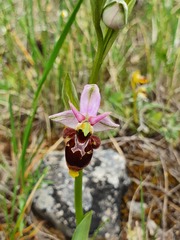 Ophrys scolopax