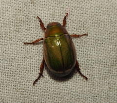 Mimela xanthorrhina
