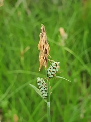 Carex tomentosa