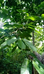 Milicia excelsa
