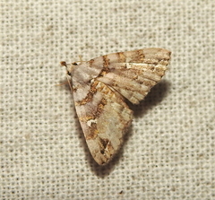 Bellulia