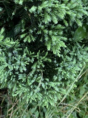 Juniperus procumbens