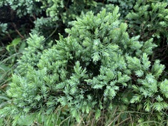 Juniperus procumbens