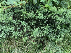 Juniperus procumbens