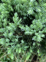 Juniperus procumbens