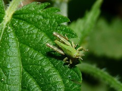 Odontopodisma schmidtii