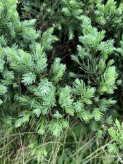 Juniperus procumbens
