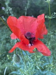 Papaver rhoeas