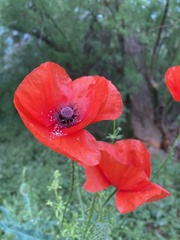 Papaver rhoeas