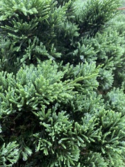 Juniperus procumbens