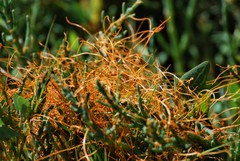 Cuscuta pacifica