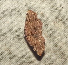 Achrosis intexta