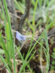 Lathyrus angulatus