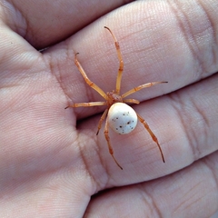 Latrodectus pallidus