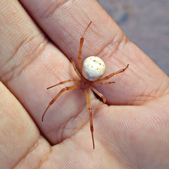 Latrodectus pallidus