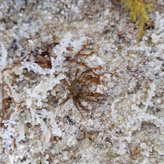 Acanthonyx lunulatus