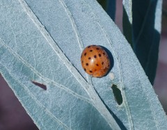 Henosepilachna sumbana