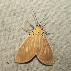 Asota producta