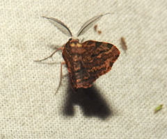 Achrosis intexta