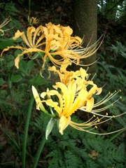 Lycoris aurea