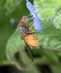 Rhingia rostrata