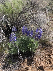 Lupinus saxosus