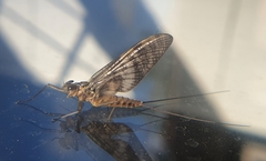 Ephemeroptera