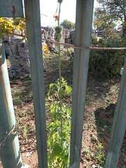 Leonotis nepetifolia