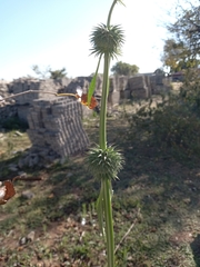 Leonotis nepetifolia