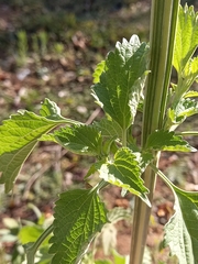 Leonotis nepetifolia