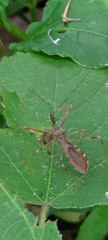 Epidaus sexspinus