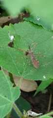 Epidaus sexspinus