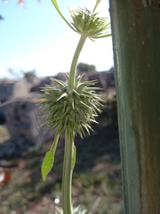 Leonotis nepetifolia