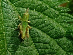 Odontopodisma schmidtii