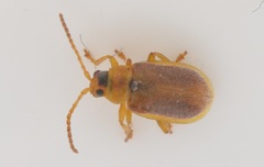Galerucella tenella