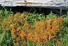 Cuscuta pacifica
