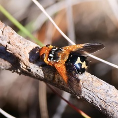 Microtropesa