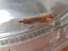 Limnephilus vittatus