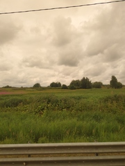 Chamaenerion angustifolium