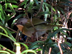 Apalis ruddi