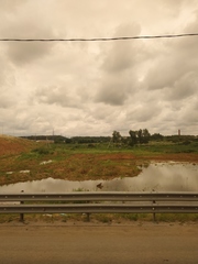Heracleum sosnowskyi